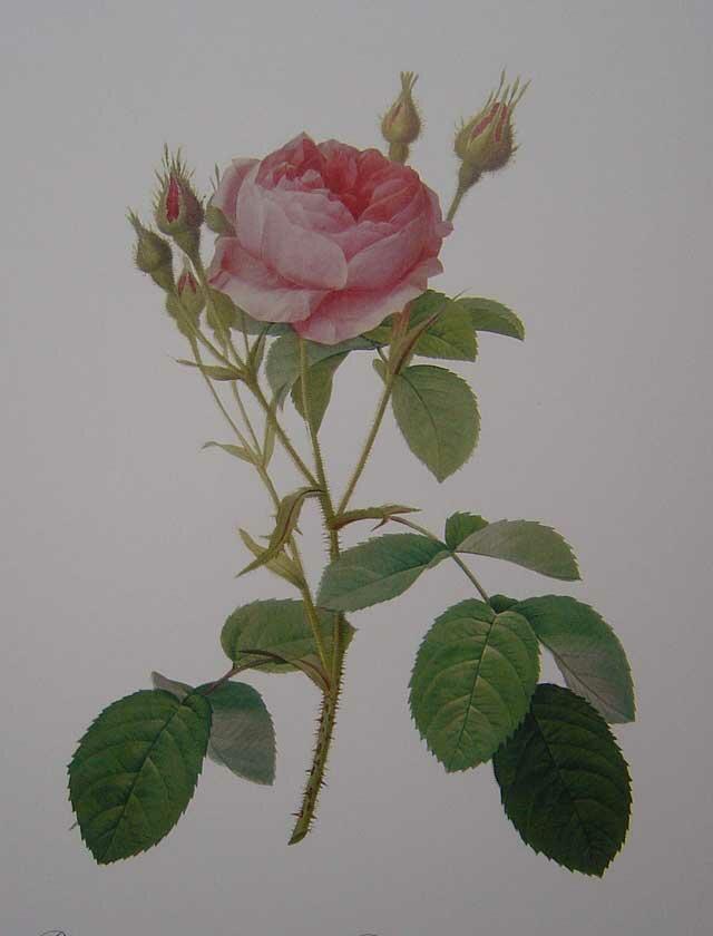 ルドゥーテの薔薇（ルドゥーテローズ）のボタニカルアート＆薔薇の額絵